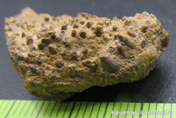 девон, рыбы, Sarcopterygii, Laccognathus