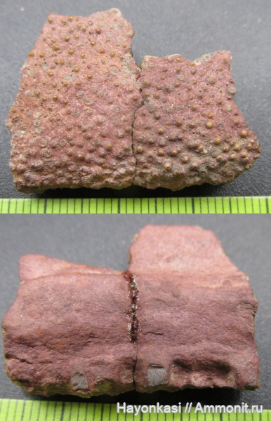 девон, рыбы, Sarcopterygii, челюсти, Laccognathus