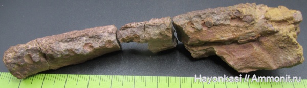 девон, рыбы, Sarcopterygii, челюсти, Laccognathus