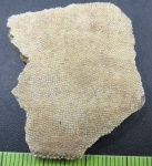 Бранхиальная пластинка Псаммостеиды (фрагмент)