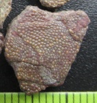 Покровная пластина Psammosteidae (фрагмент)