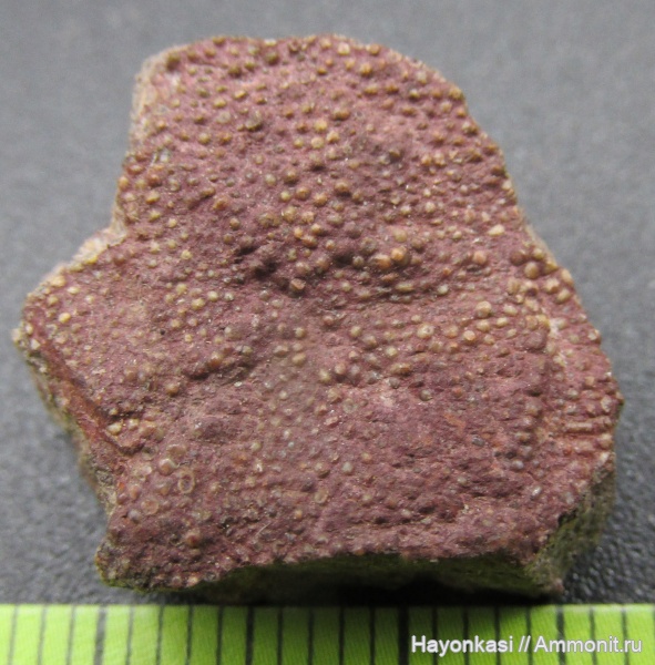 девон, Heterostraci, Agnatha, бесчелюстные, Psammosteidae