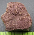 "Красная" Psammosteidae (фрагмент покровной пластины)