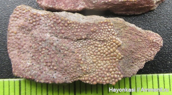 девон, Heterostraci, Agnatha, бесчелюстные, Psammosteidae