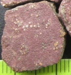 Покровная пластина Psammosteidae (фрагмент 3)