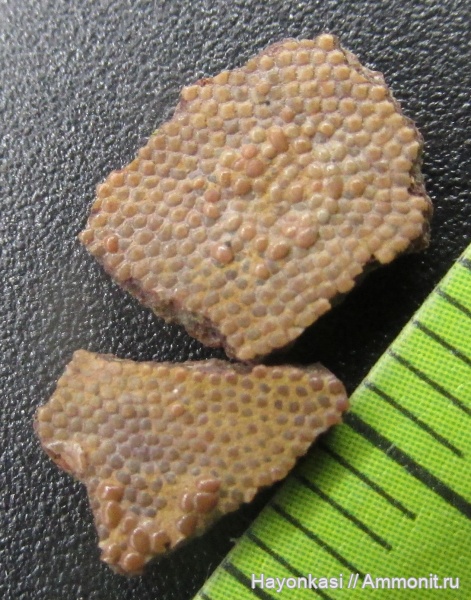 девон, Heterostraci, Agnatha, бесчелюстные, Psammosteidae