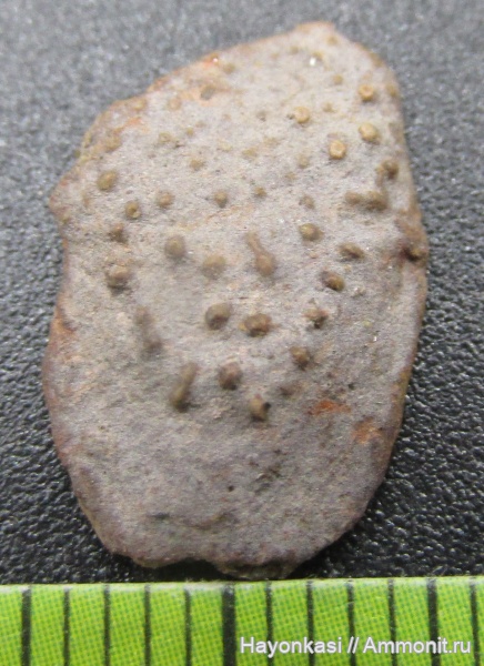 девон, рыбы, Sarcopterygii, чешуя