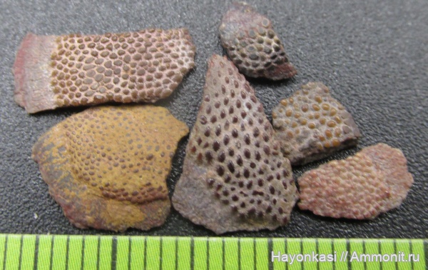 девон, Heterostraci, Agnatha, бесчелюстные, Psammosteidae