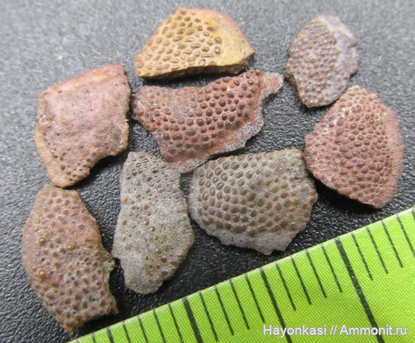 девон, Heterostraci, Agnatha, бесчелюстные, Psammosteidae