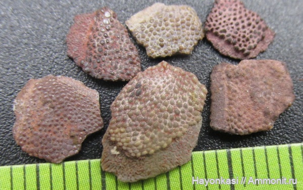 девон, Heterostraci, Agnatha, бесчелюстные, Psammosteidae