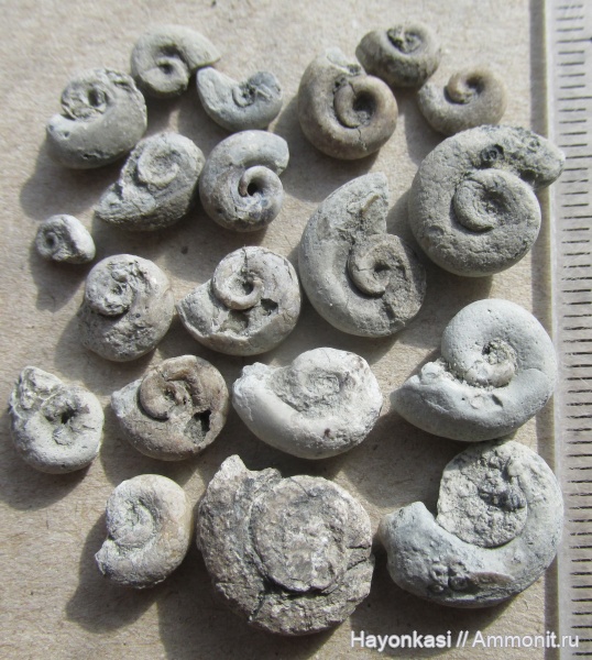 Псковский Девон: г.Порхов