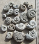 Ядра гастропод из Порхова