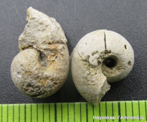 моллюски, девон, Bellerophon, брюхоногие моллюски, Gastropoda