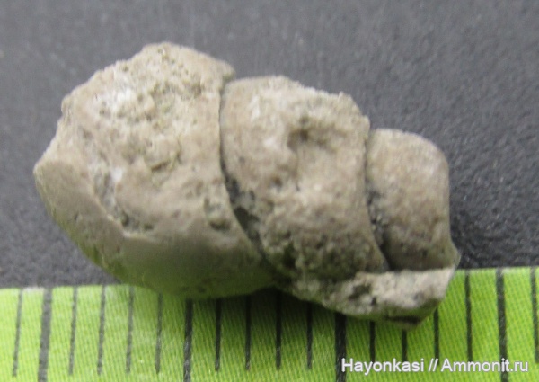 моллюски, девон, брюхоногие моллюски, Gastropoda