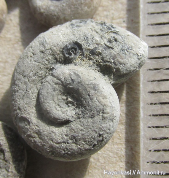 моллюски, девон, брюхоногие моллюски, Microconchida, Gastropoda