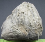 Ядро наутилоидеи из Порхова