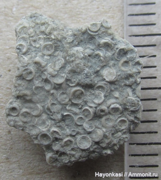 девон, остракоды, рачки, Ostracoda