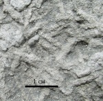 Ихнофоссилии из Порхова