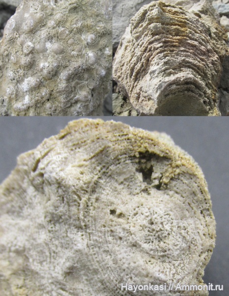 девон, губки, Stromatoporoidea