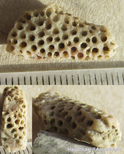 девон, кораллы, табуляты, Pachyporidae