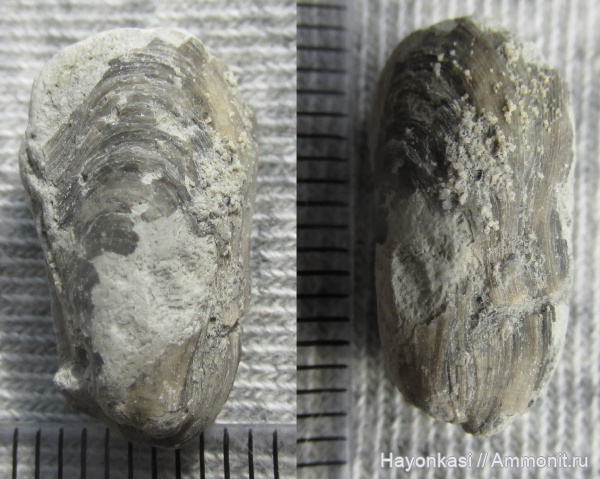 моллюски, девон, двустворки, двустворчатые моллюски