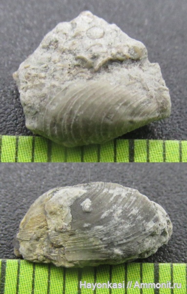 моллюски, девон, двустворки, двустворчатые моллюски