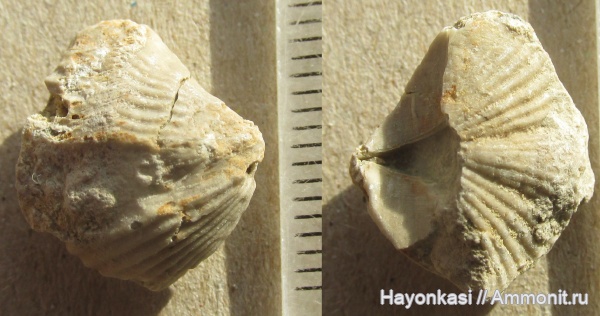 брахиоподы, девон, Cyrtospirifer, Spiriferida