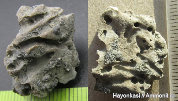 девон, Microconchida