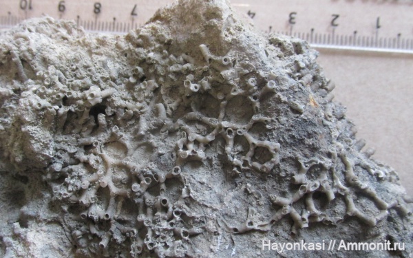 девон, кораллы, табуляты, Tabulata