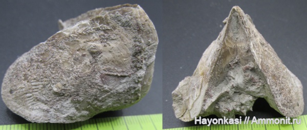 брахиоподы, девон, мшанки, Hederella, Microconchida, Rhynchonellida, Ladogia meyendorfii, encrustation of brachiopods