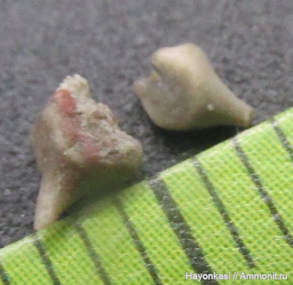 морские лилии, иглокожие, девон, криноидеи, Crinoidea