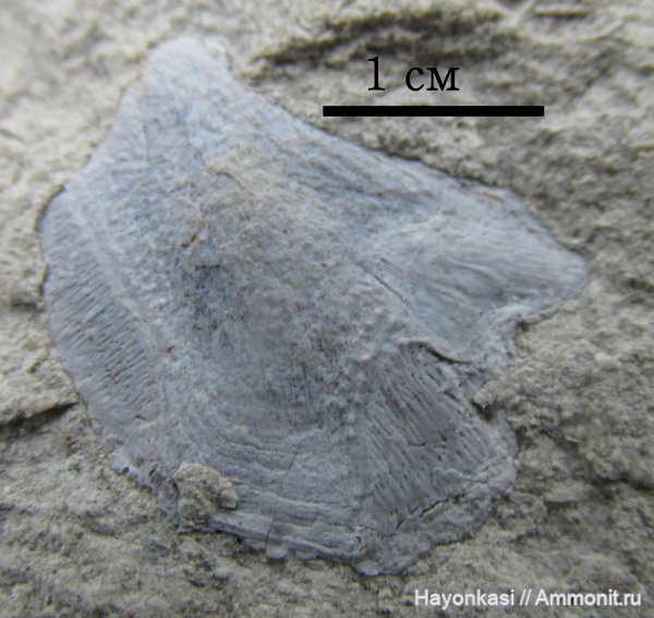 девон, рыбы, плакодермы, Placodermi