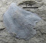 Покровная пластина плакодермы из Порхова (образец 1)