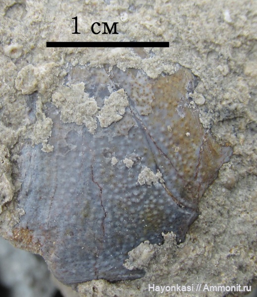 девон, рыбы, плакодермы, Placodermi