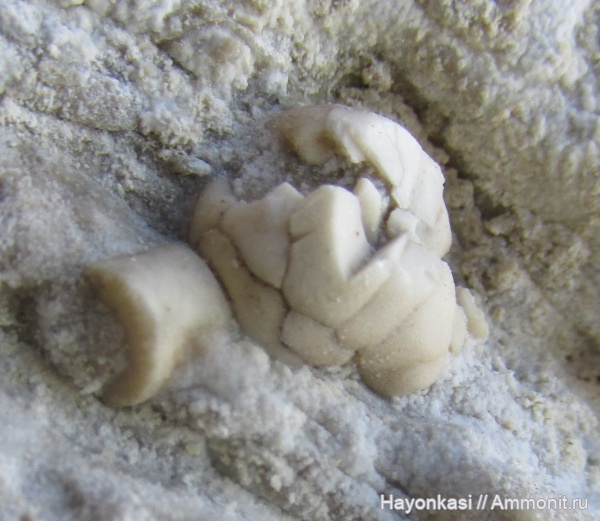 морские лилии, иглокожие, девон, криноидеи, Crinoidea