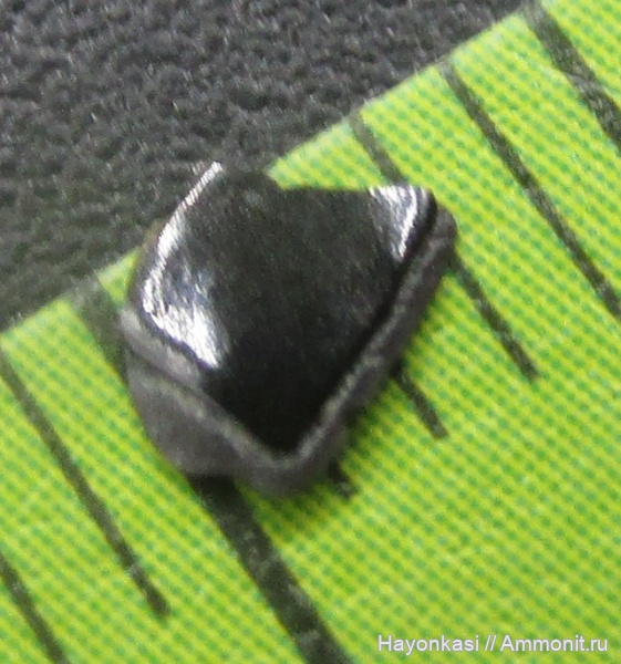 девон, рыбы, Sarcopterygii, чешуя, Osteolepis