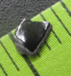 Чешуйка Osteolepis из Порхова