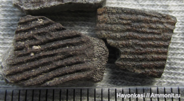 девон, рыбы, плакодермы, Placodermi