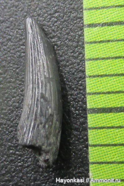 девон, рыбы, зубы, Sarcopterygii