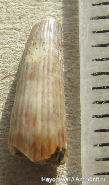 девон, рыбы, зубы, Sarcopterygii, Glyptolepis