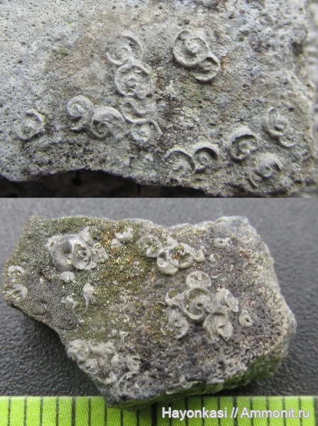 девон, рыбы, плакодермы, Placodermi, Microconchida