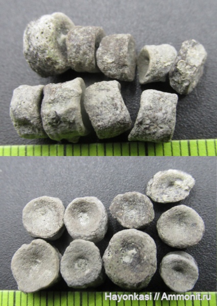 девон, рыбы, Sarcopterygii, Dipnoi, позвонки рыб