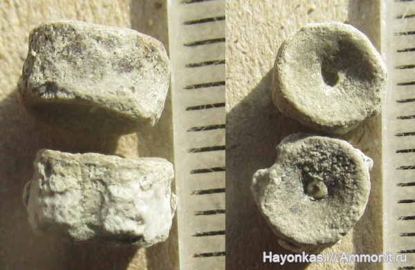 девон, рыбы, Sarcopterygii, Dipnoi, позвонки рыб