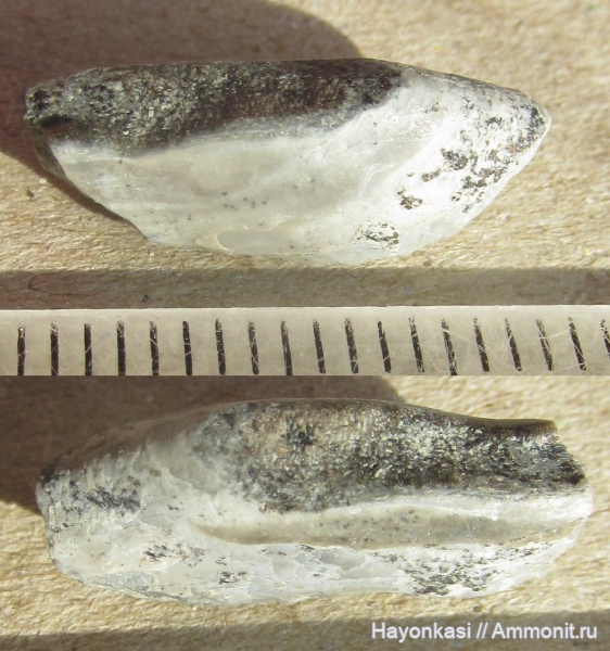 девон, рыбы, зубы, плакодермы, Placodermi, Ptyctodus, PTYCTODONTIDAE