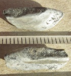 Зубная пластина плакодермы Ptyctodus из Порхова