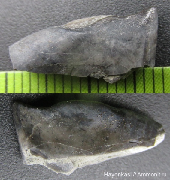 девон, рыбы, зубы, плакодермы, Placodermi, Rhynchodus, PTYCTODONTIDAE