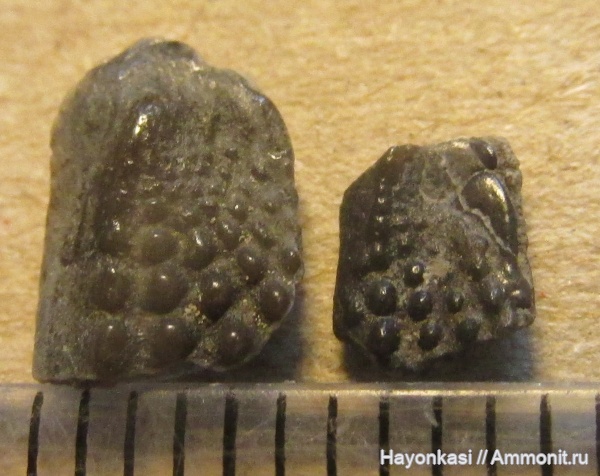 девон, рыбы, Sarcopterygii, Dipnoi, зубы рыб