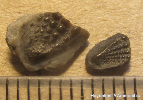 девон, рыбы, Sarcopterygii, Dipnoi, зубы рыб