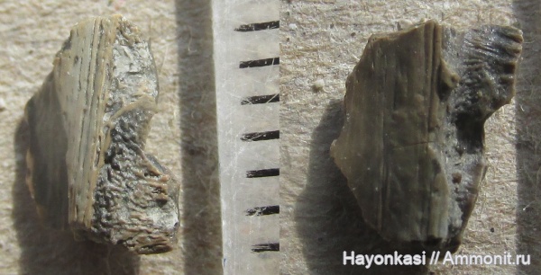 девон, рыбы, Acanthodii, Acanthodiformes, акантоды