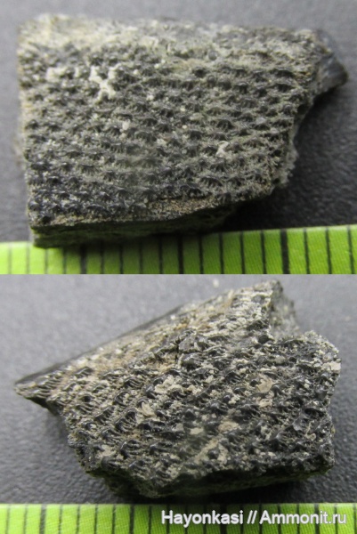 девон, Heterostraci, Agnatha, бесчелюстные, Psammosteidae